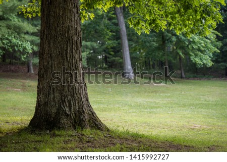 A view of a large tree with grass underneath. A perfect place to relax.