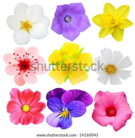 Set of flower heads isolated on white