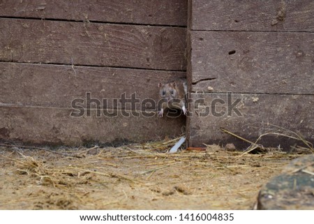 Little mouse at the farm Royalty-Free Stock Photo #1416004835