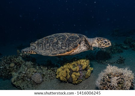 Hawksbill sea turtle in the Red Sea, dahab, blue lagoon sinai
