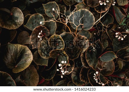 abstract brown leaf texture, nature background, tropical leaf