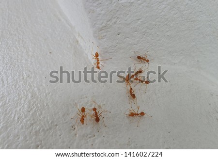 Red ant and white cement floor