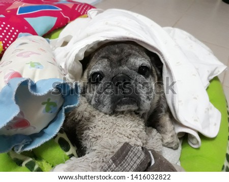 Close-up picture of a cute old Pug dog sleeping with a cold, lonely eye.
