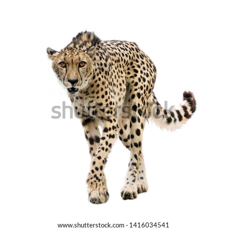 Young Cheetah Portrait isolated on white background
