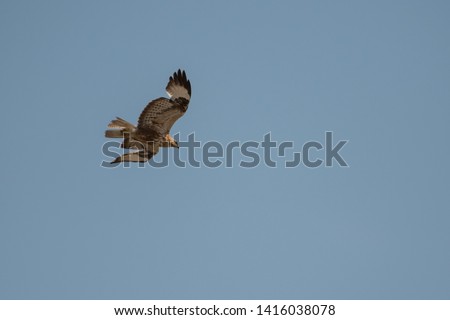 Long-legged buzzard (Buteo rufinus). Bird on the blue sky