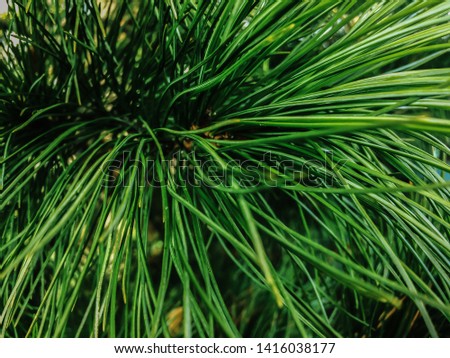 christmas tree pine tree green needles background