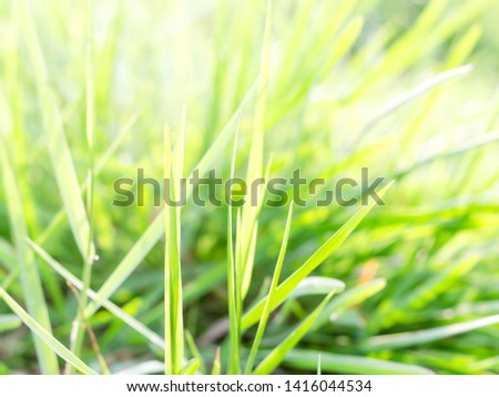 Green grass natural for texture background, Lawn for the background