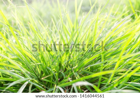 Green grass natural for texture background, Lawn for the background
