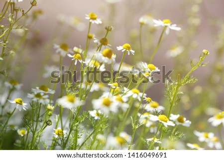 Beautiful bright daisies in garden on sunny day. Spring flowers