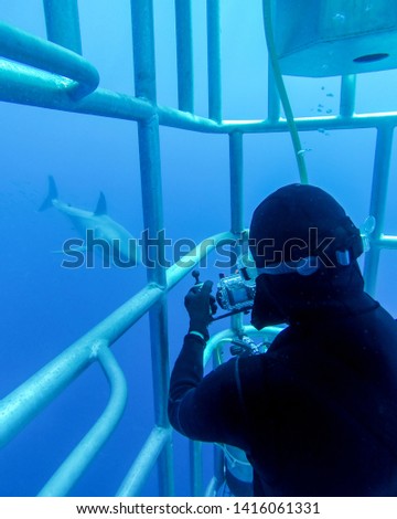 A Male Teen Diver Watches a Great White Shark From a Cage at Guadalupe Island in Mexico