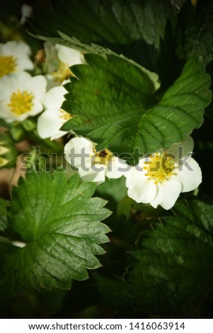 Green Strawberry Leaves with Blossom. Stock Image