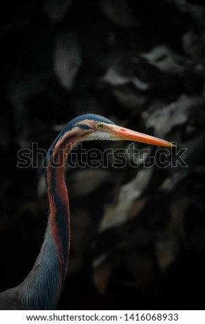 close up picture of head of a stork
