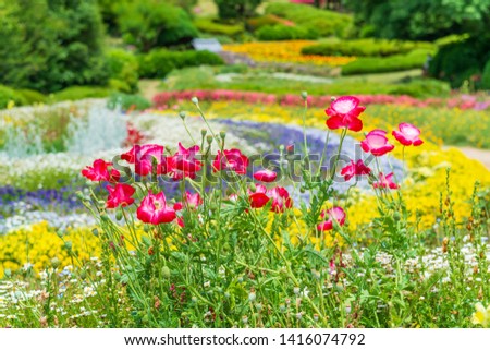 Beautiful red poppy flowers in the spring garden. Colorful park in Fukuoka, Japan