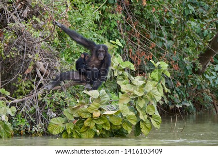 Chimpanzee (Pan troglodytes) in its natural habitat on Baboon Islands in The Gambia