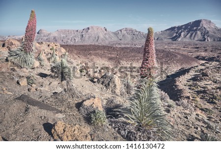 Retro toned picture of Teide National Park landscape with Tower of jewels plant, Tenerife, Spain.