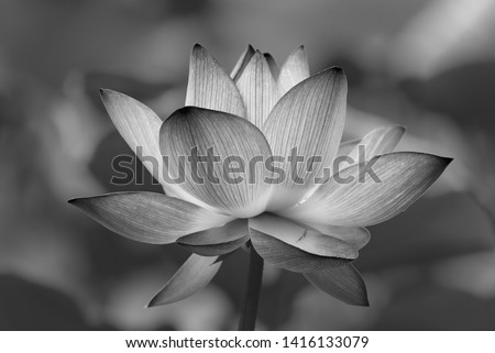 Lotus flower (Black and white) Royalty-Free Stock Photo #1416133079