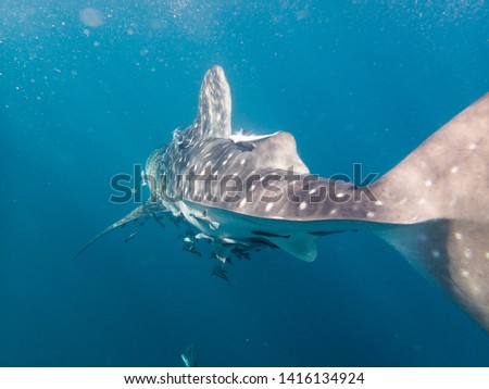 Whale Shark and shark sucker Royalty-Free Stock Photo #1416134924