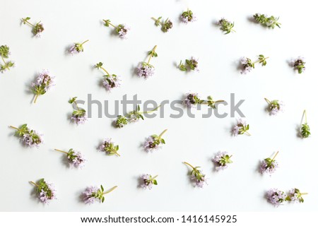 Floral, pattern, botanical composition. Pink thyme flowers isolated on white table background. Styled stock photo. Flat lay, top view.Flowers pattern texture.