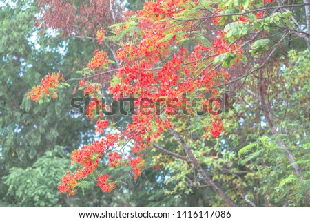 The natural background of the tree that is flowering in orange, is the season of deciduous season and seasonal color change, is the beauty that is seen during the journey