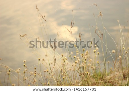 Grass flower beside the lake