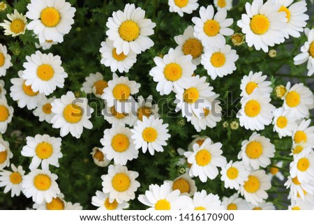 Many of Beautiful White Daisy Flowers