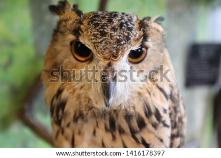 Close Up Owls Big Eyes
