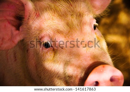 Cute piglet in rural farm.