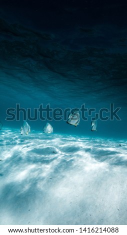 Underwater photos of the Maldives