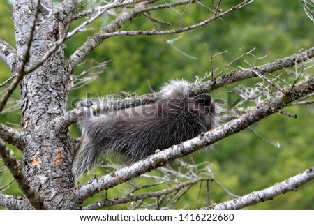 North American Porcupine on a tree