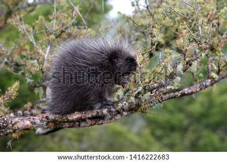 North American Porcupine on a tree