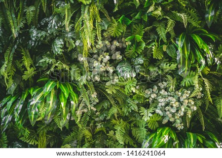 walll full of variety of green leaf topical plants some with flowers for background use. Royalty-Free Stock Photo #1416241064