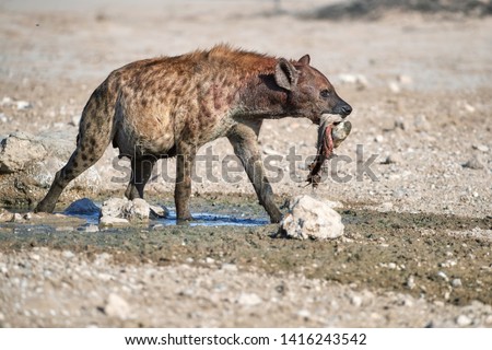 Spotted Hyena, crocuta crocuta on a rocky plain, carrying  hoof in its mouth. Close up, isolated hyena with carcass at waterhole. Side view. Photo Safari in Kgalagadi transfrontier park, Botswana. 