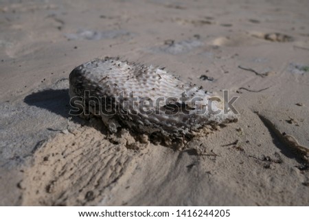 A dried porcupinefish on the ground