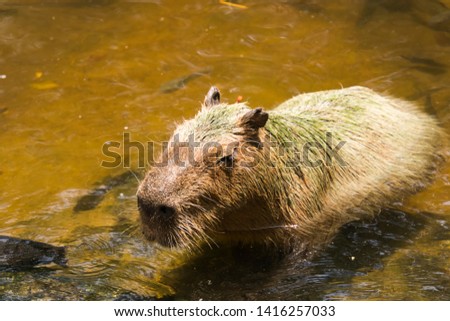 Capybara in the zoo. Thai zoo
