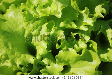 Green lettuce growing in the garden, growing. Healthy vegetarian food.
