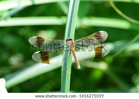 Macro of a female dragonfly Sympetrum pedemontanum resting on a green leaf in the foothills of the North Caucasus                             