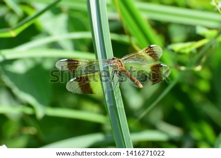 Macro of a yellow female dragonfly Sympetrum pedemontanum resting on a green leaf in the foothills of the North Caucasus                              