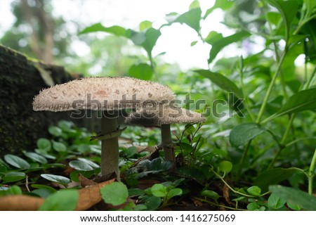Psilocybe mushrooms or Magic Mushrooms or Buffalo dung Mushrooms that bloom after rain in the Asian zone, Focus on mushrooms and blurred background ground, Macro
