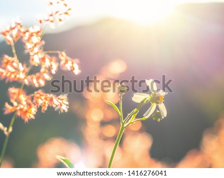 Beautiful sunset time and grass flower.