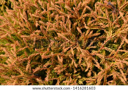 Golden Tuffet Arborvitae - Latin name - Thuja occidentalis Golden Tuffet Royalty-Free Stock Photo #1416281603