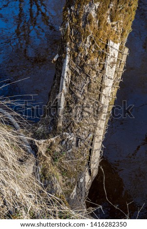dry old tree trunk stomp in nature, forest scene with foliage and log wood