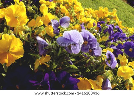 Pansies colorful garden blooming in green close up. Beautiful nature botany photo wallpaper, background, screen saver.