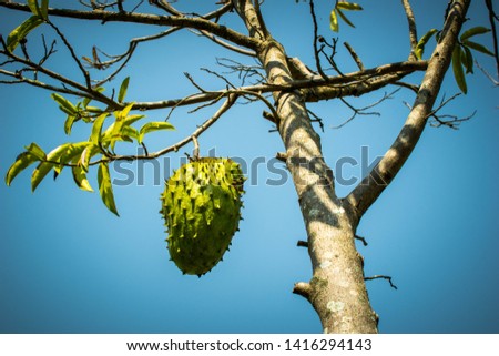 Picture from down to up of the rear fruit Soursop in Asia hanging on the tree with blue sky background close up picture of fruit on the tree on the farm.
