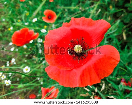 big red poppies and green grass