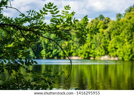 beautiful forest river in latvia in summer. calm water and green foliage