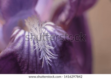 Beautiful large white stamens blue flower blooming iris. Selective focus, copy space.
