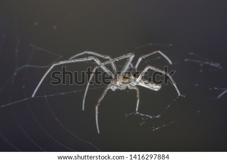 A huge leggy  spider sits in the center of the web waiting for its prey. Macro, selective focus, copy space. 