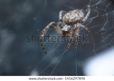 A huge spider sits in the center of the web waiting for its prey. Macro, selective focus, copy space. 
