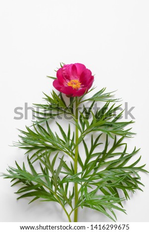 Red peony flower on a white plain background. Copy space, flat lay, minimal concept.