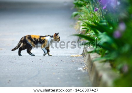 multi-colored cat walks to a flower bed